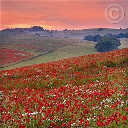 Click for large image