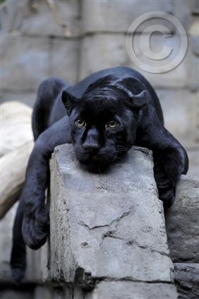 Click for large image