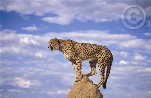 Click for large image