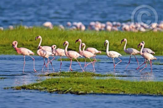 Click for large image