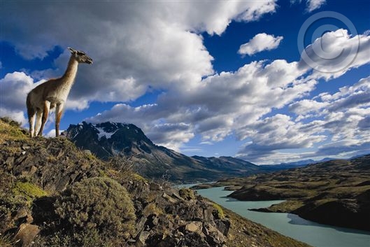 Click for large image