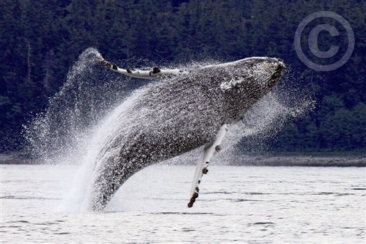 Click for large image