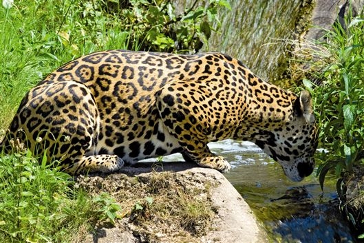 Click for large image