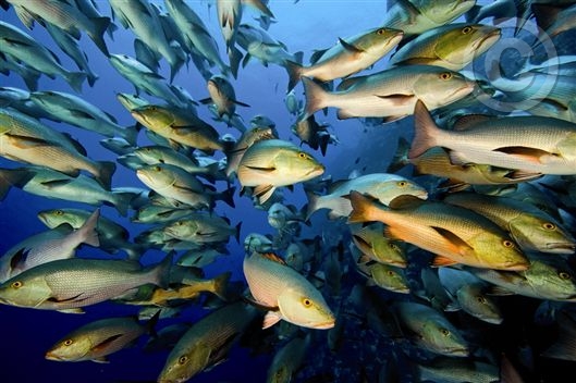 Click for large image