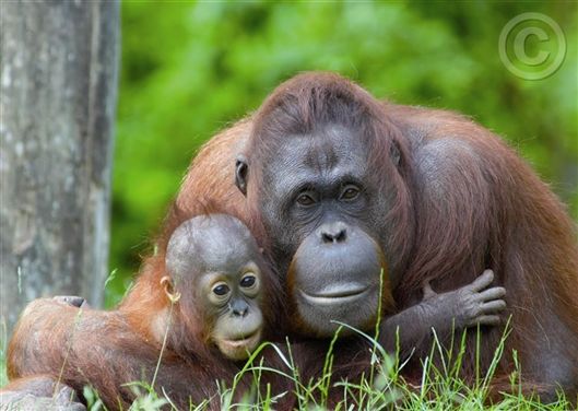 Click for large image