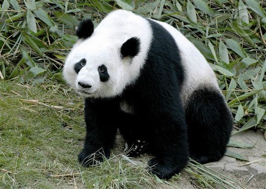 Click for large image