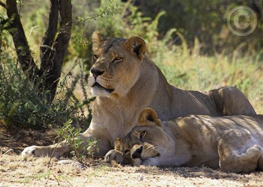 Click for large image