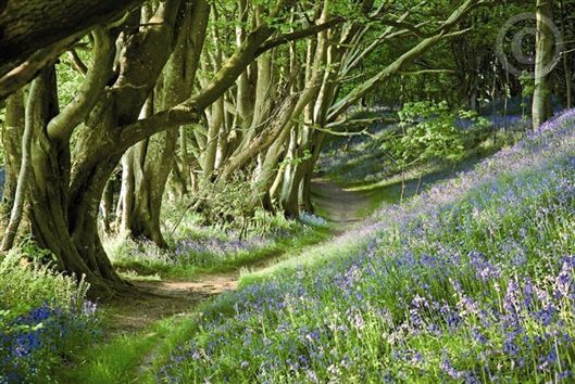 Click for large image