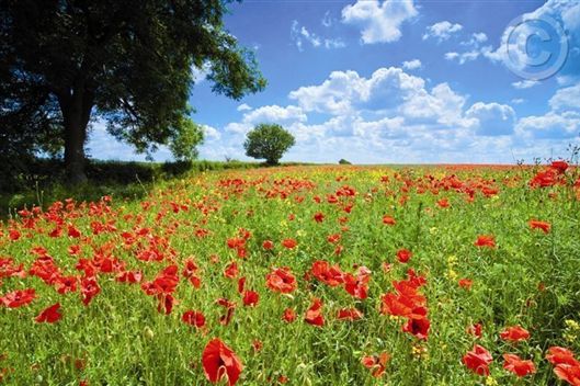 Click for large image