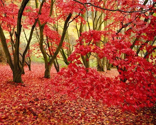 Click for large image