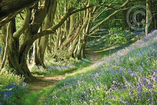 Click for large image