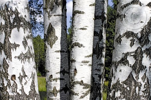 Click for large image