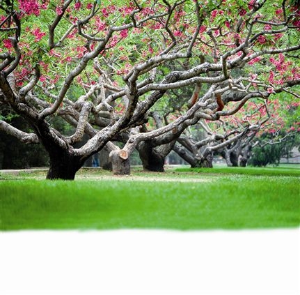 Click for large image