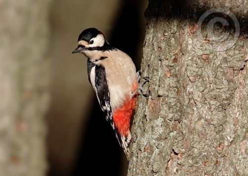 Click for large image