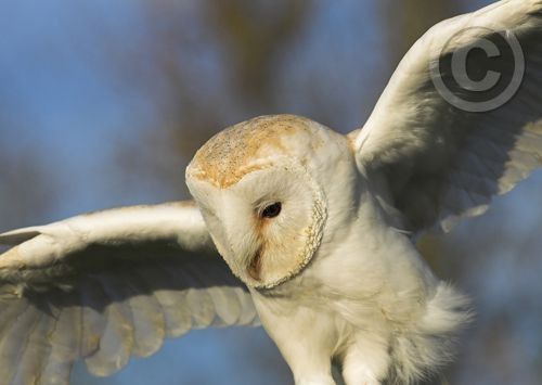 Click for large image