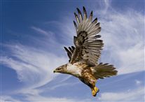 Click for large image