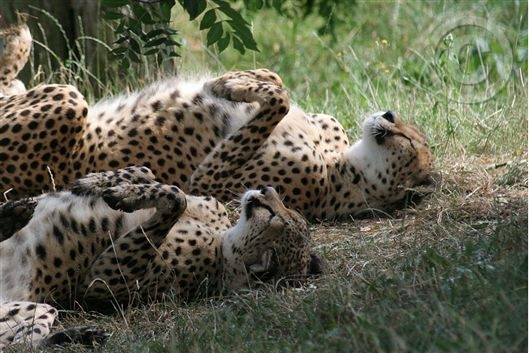 Click for large image