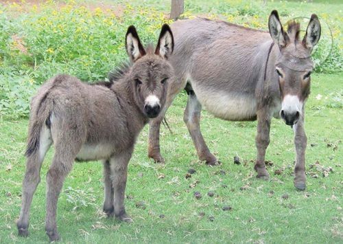 Click for large image