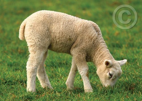 Click for large image