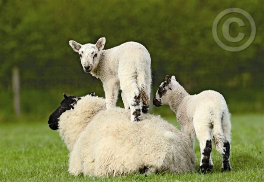 Click for large image